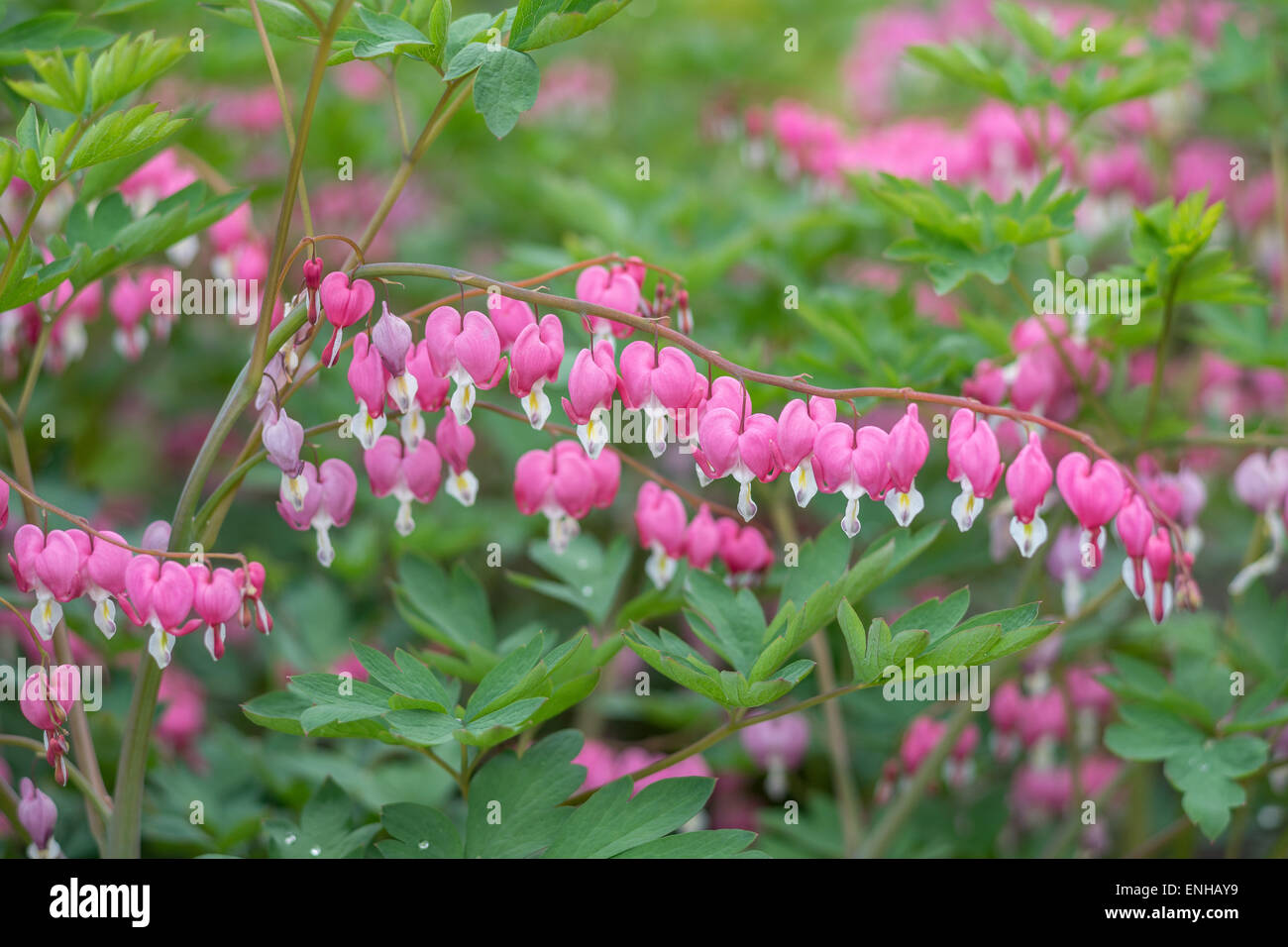 Bleeding heart flowers close up Lamprocapnos Dicentra spectabilis Stock Photo