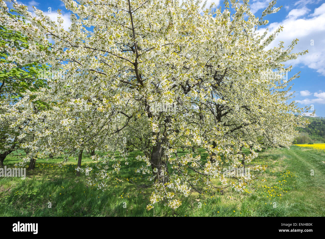 Old cherry trees blooming Stock Photo