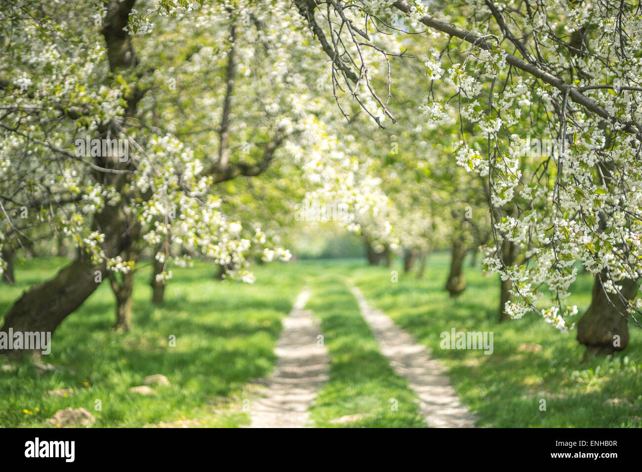 Gnarled crooked old cherry trees blooming Stock Photo