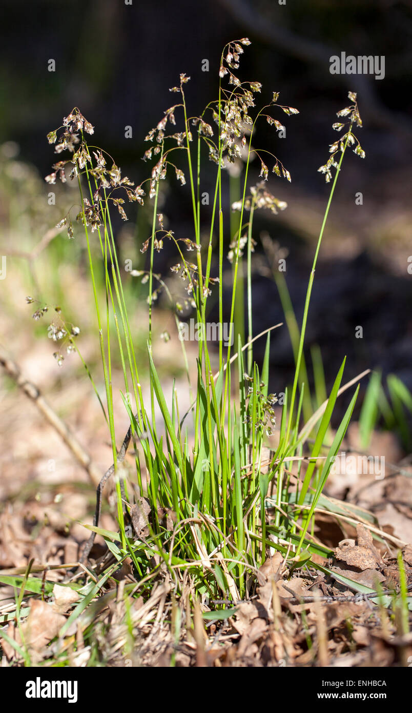 Hierochloë australis grass Stock Photo
