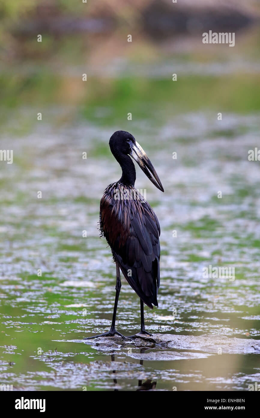 African Openbill (Anastomus lamelligerus), adult, in water, foraging, Kruger National Park, South Africa Stock Photo