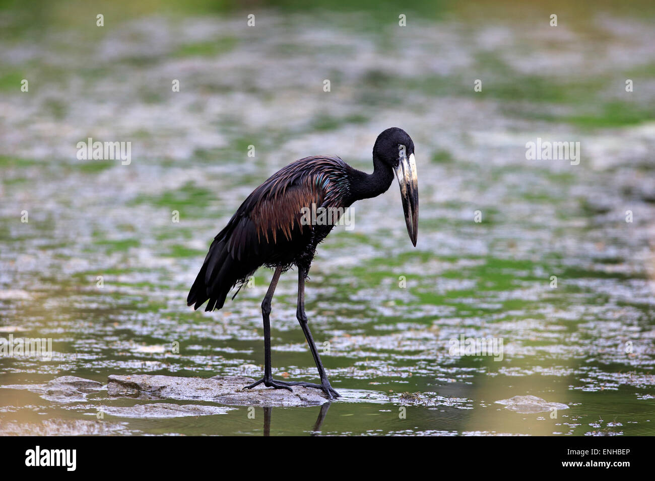 African Openbill (Anastomus lamelligerus), adult, in water, foraging, Kruger National Park, South Africa Stock Photo