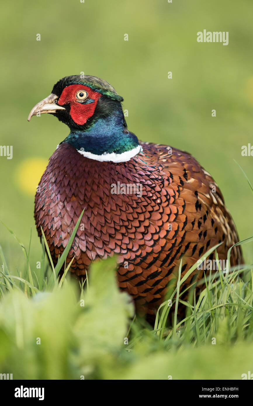 Wild Male Cock Pheasant, ring neck Pheasant, Phasianus colchicus