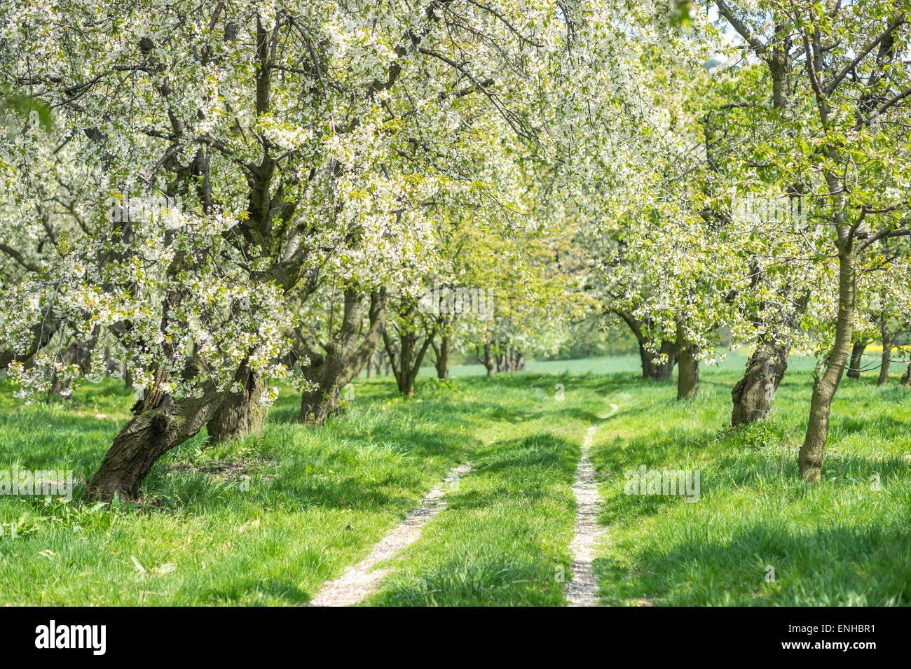 Old cherry trees cherry orchard blooming hi-res stock photography and ...