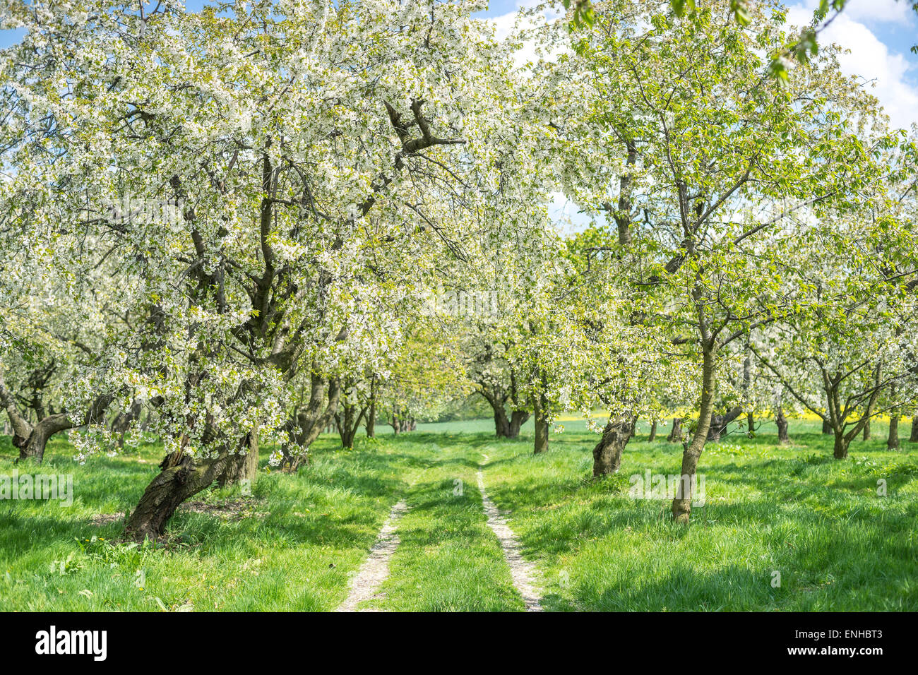 Old Cherry Trees Cherry Orchard Blooming High Resolution Stock ...