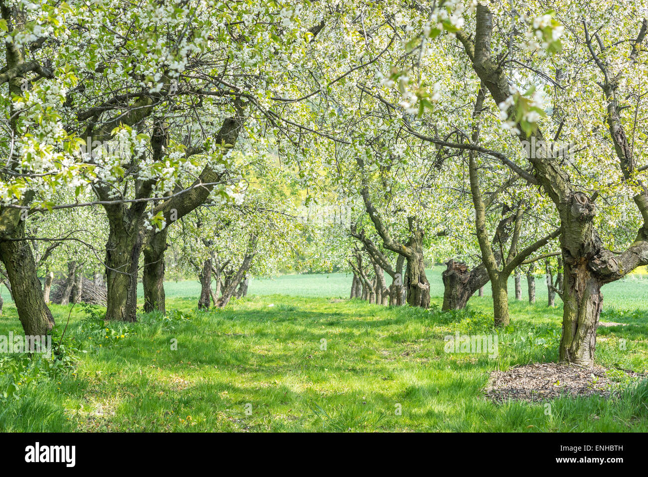 Old Cherry Trees Cherry Orchard Blooming High Resolution Stock ...