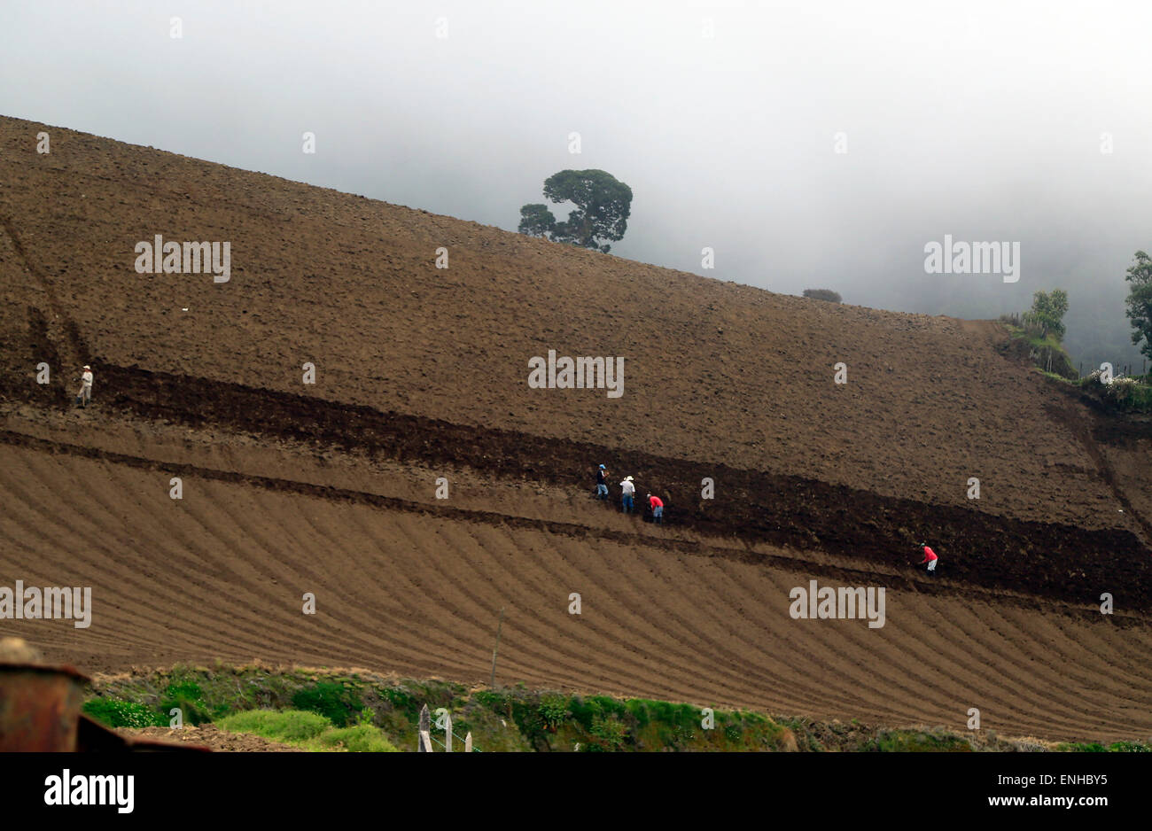 Pacayas De Cartago, Costa Rica. 5th May, 2015. Workers till the soil near Pacayas de Cartago, Costa Rica, on May 5, 2015. The Turrialba volcano has been active since last October, with continuous exhalations of gas and ashes, which has affected cattlemen and farmers in the solpes of the volcano. © Kent Gilbert/Xinhua/Alamy Live News Stock Photo
