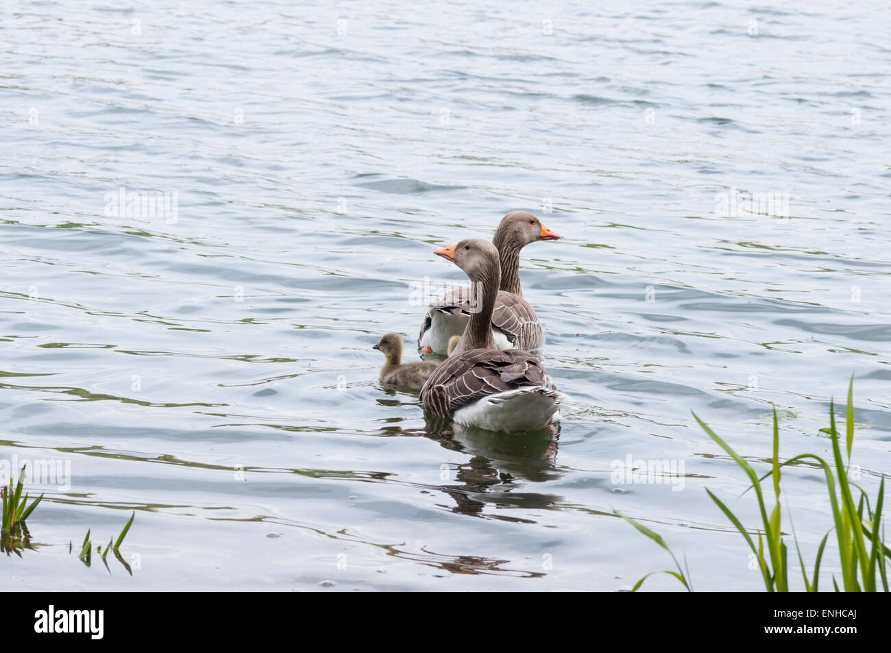 Greylag geese with two chicks swimming away Stock Photo