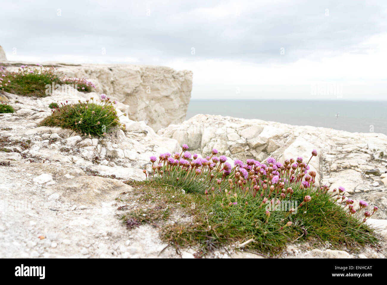 Purple flowers of Sea Thrift on the chalk cliff tops at Seaford, East