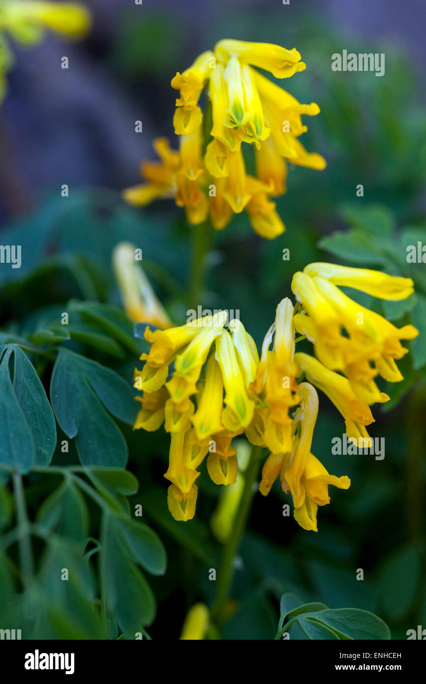 Corydalis lutea, Yellow Corydalis flower Stock Photo