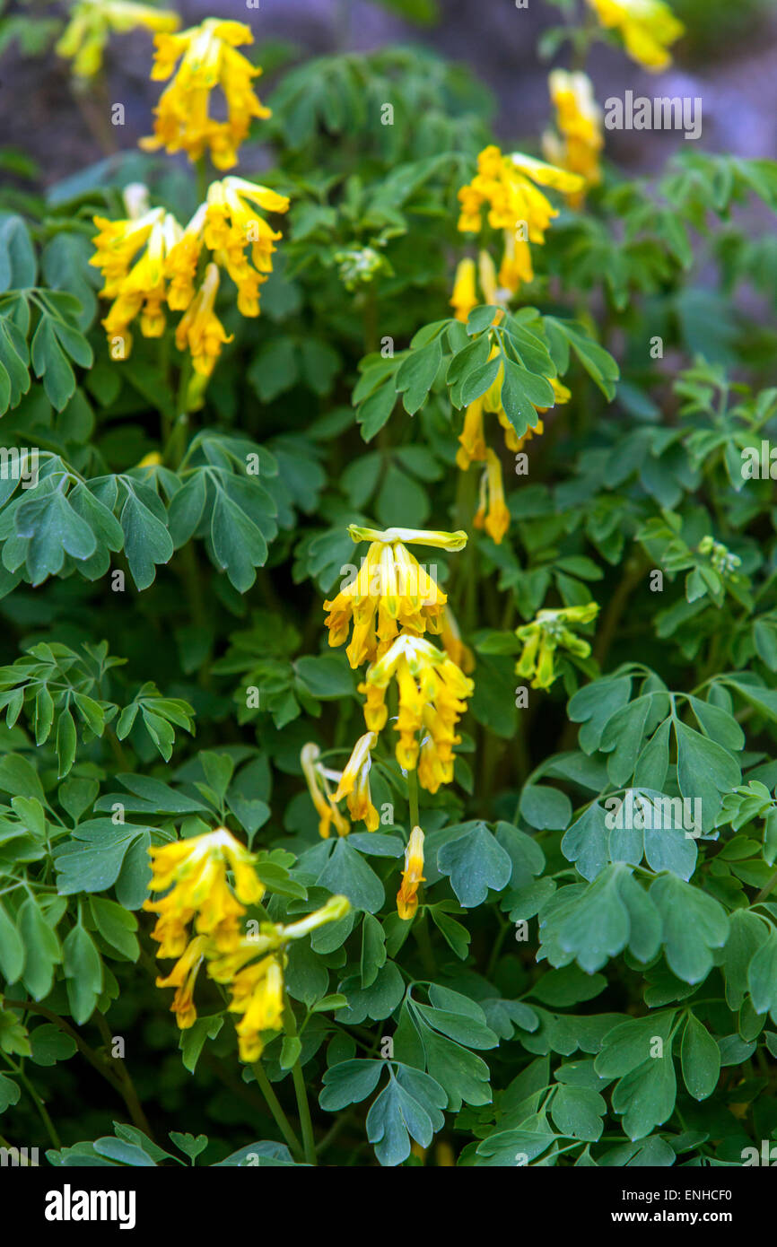 Corydalis lutea, Yellow Corydalis flowers Stock Photo