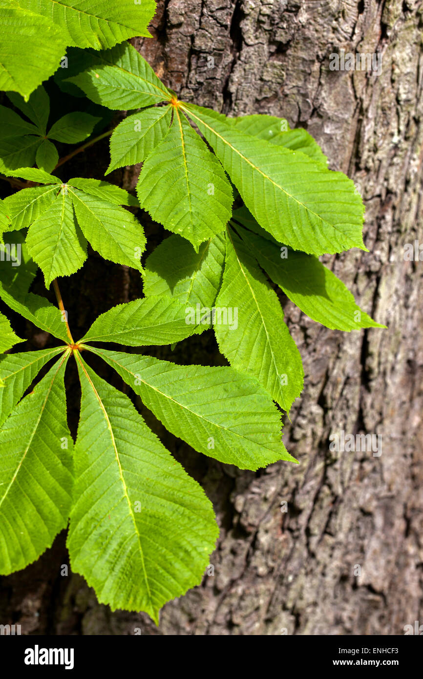 Horse chestnut leaves on a tree bark trunk - Aesculus hippocastanum, Czech Republic Stock Photo