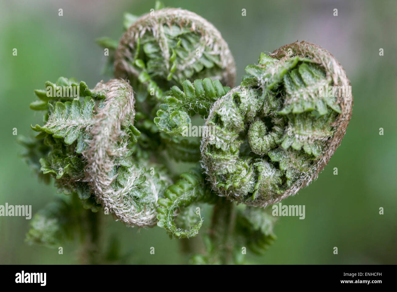 Male Fern Dryopteris filix-mas, Fern leaves just about to unfurl Stock Photo