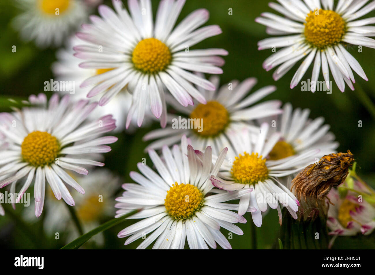 Common Daisies, Bellis perennis close up flowers in garden lawn Stock Photo