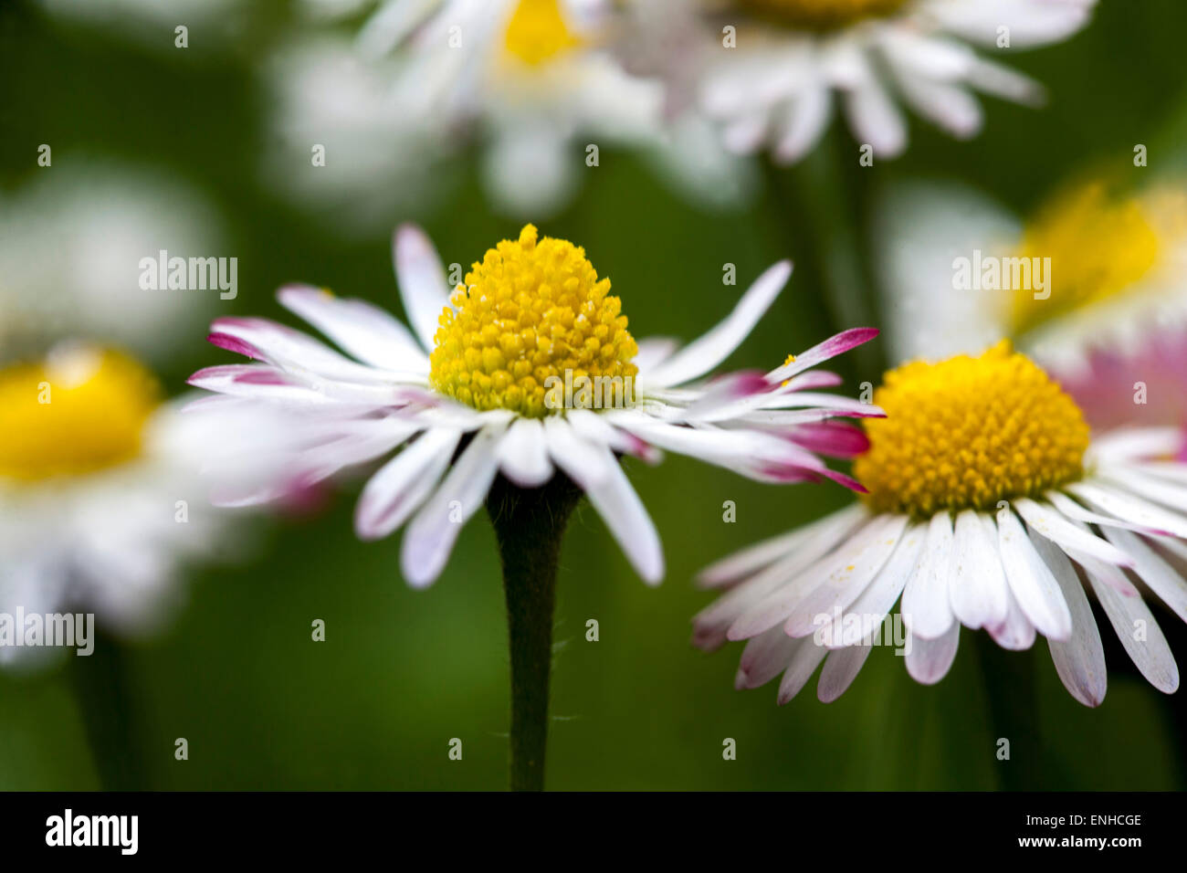 Daisies close up, Bellis perennis growing in the grass lawn Stock Photo