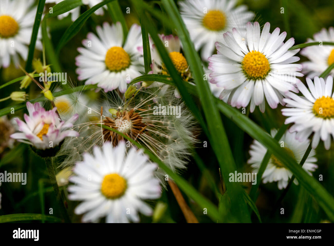 Common daisies, Bellis perennis wildflowers growing in grass lawn garden Stock Photo