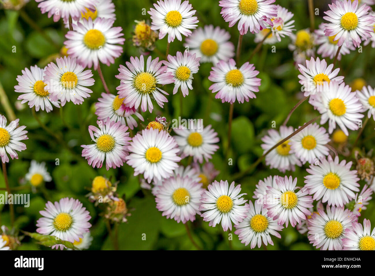 Common Daisies, Bellis perennis Lawn daisy bunch of daisies growing Stock Photo