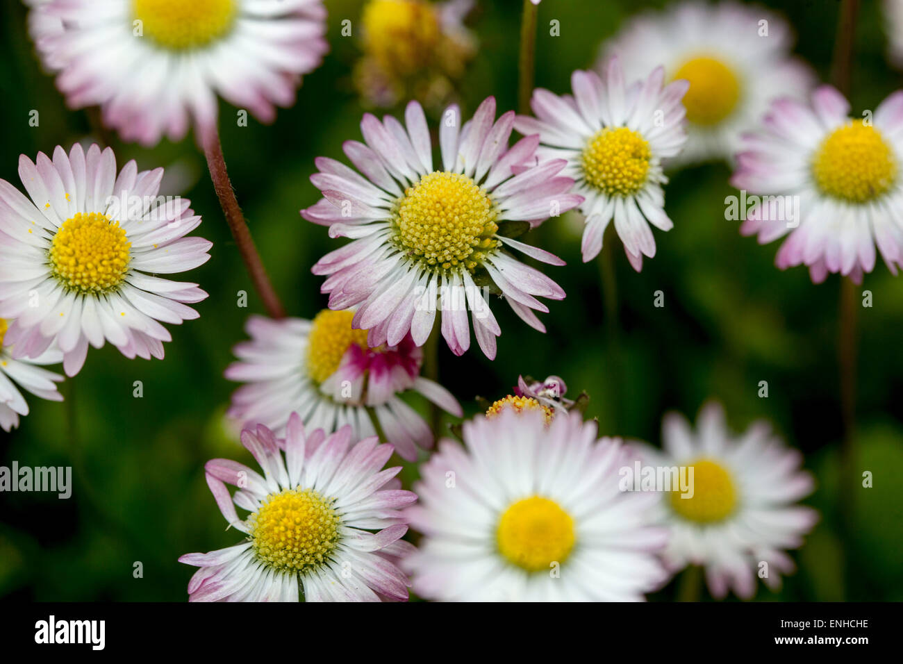 Common Lawn Daisies, Bellis perennis blooming perennial plant Stock Photo