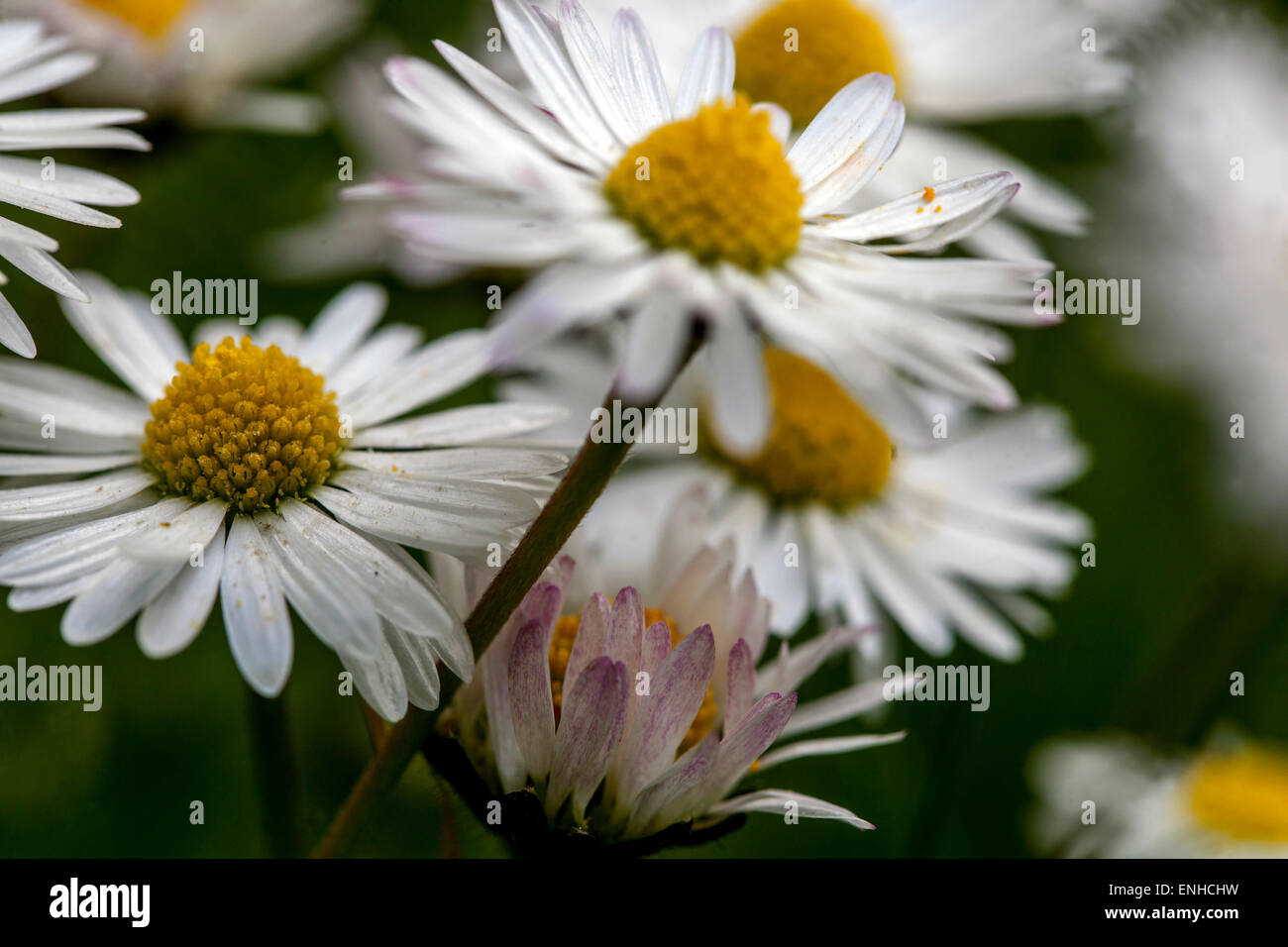 Common daisies, Bellis perennis close up perennial blossoms Stock Photo