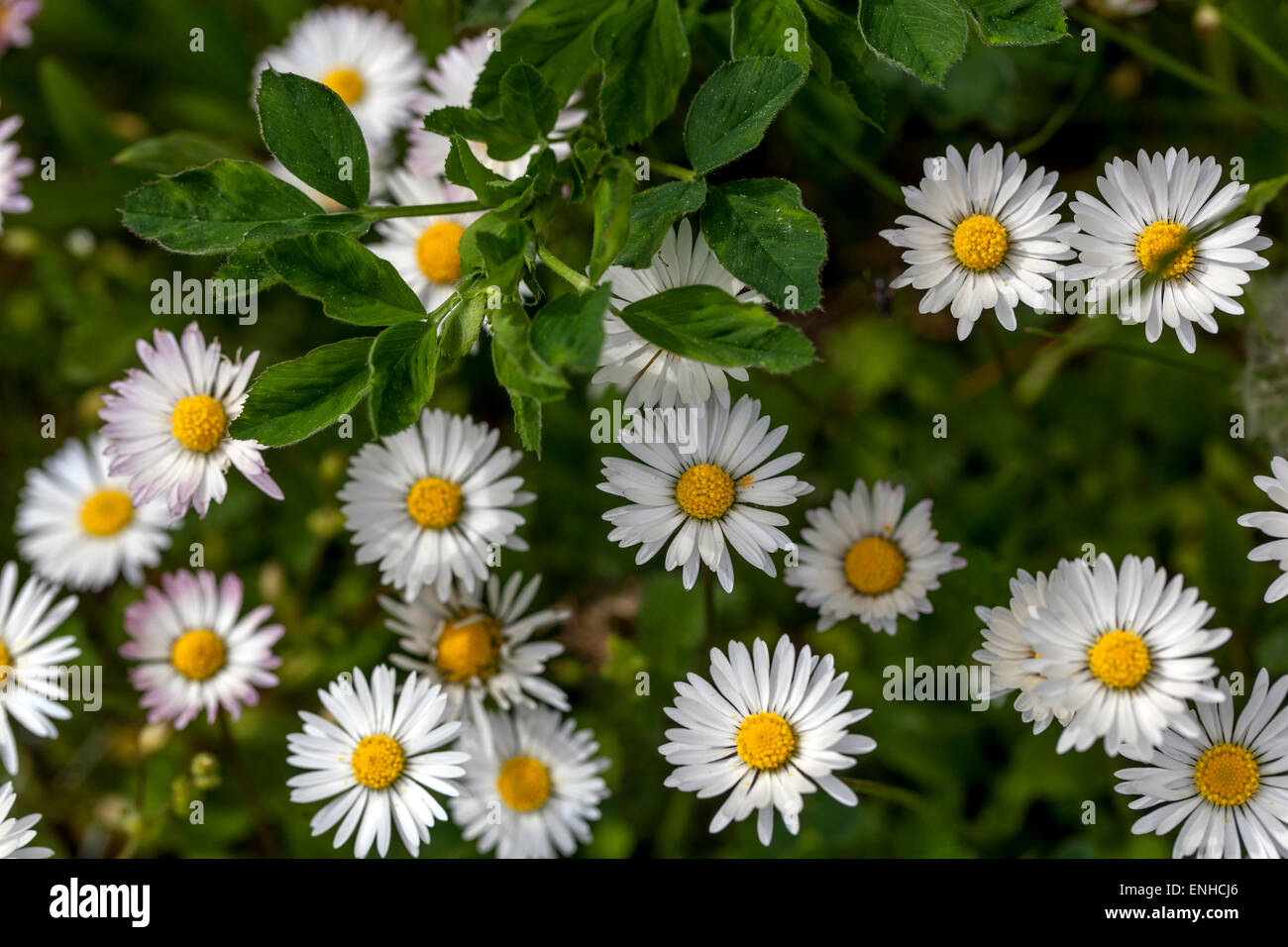 English Daisies, Bellis perennis growing in grassy lawn garden, daisies in lawn Stock Photo