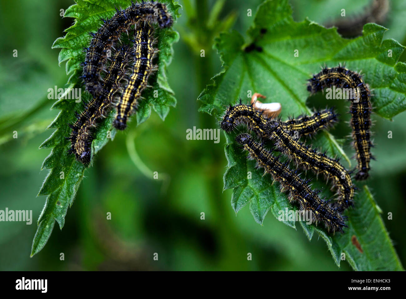 Small Tortoiseshell caterpillars, Aglais urticae on stinging nettle leaf Stock Photo