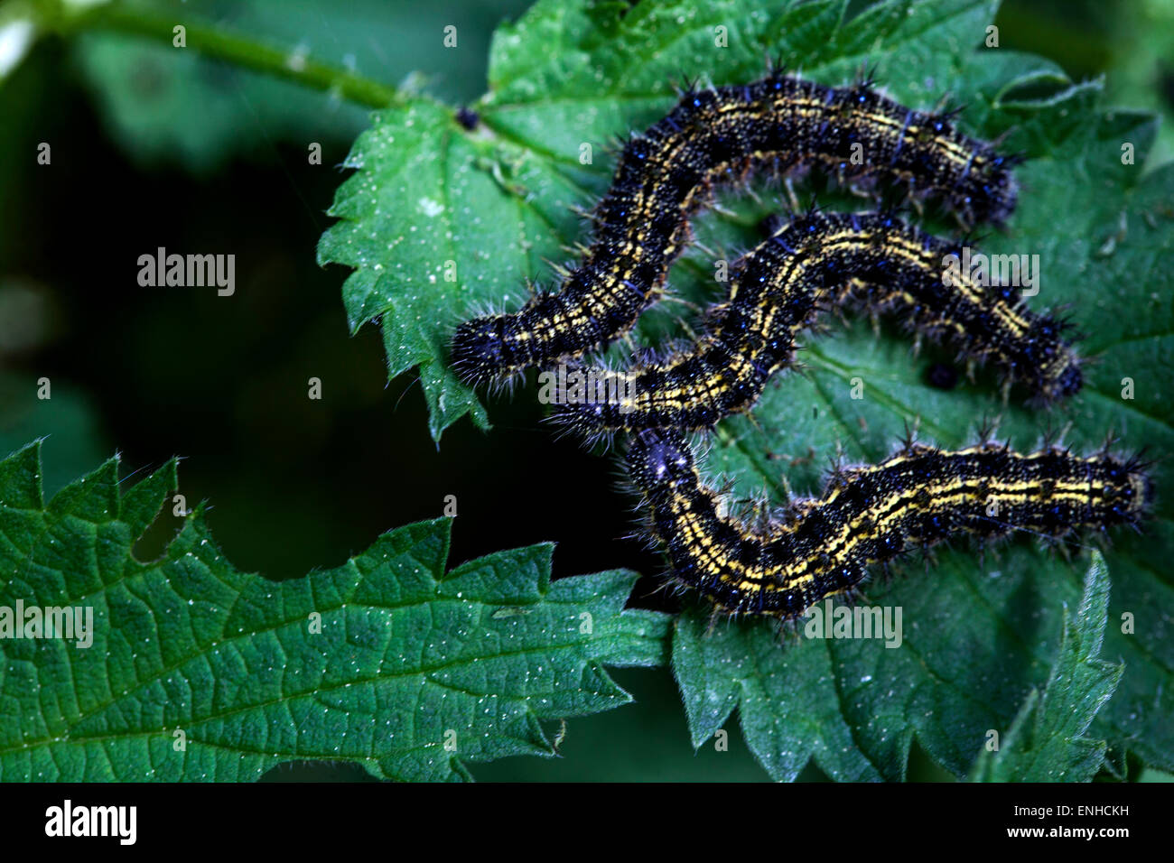 Three Small Tortoiseshell caterpillars, Aglais urticae on a stinging nettle leaf Stock Photo