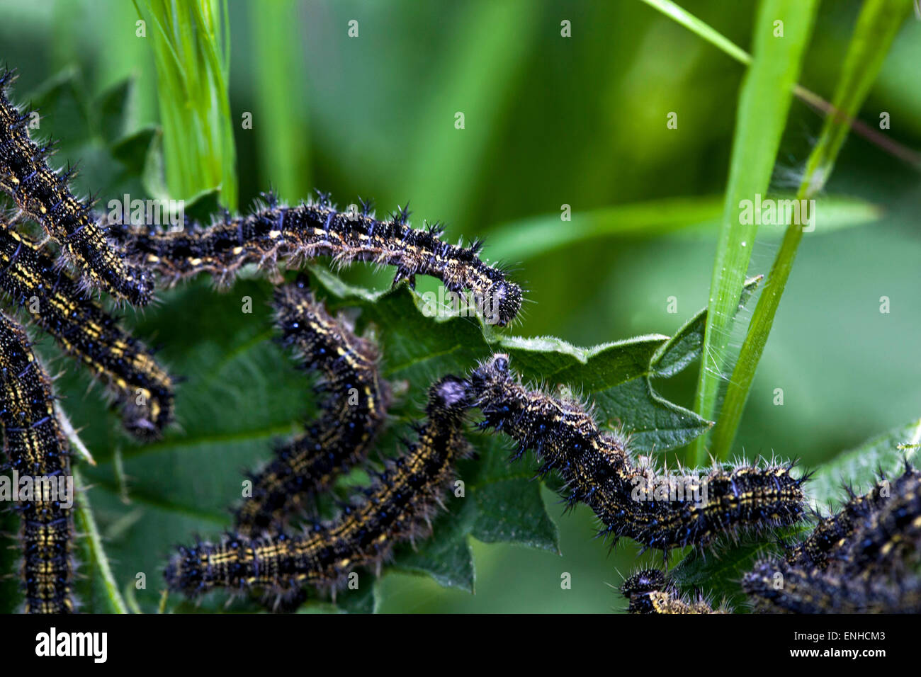 Small Tortoiseshell caterpillars, Aglais urticae on stinging nettle leaf Stock Photo