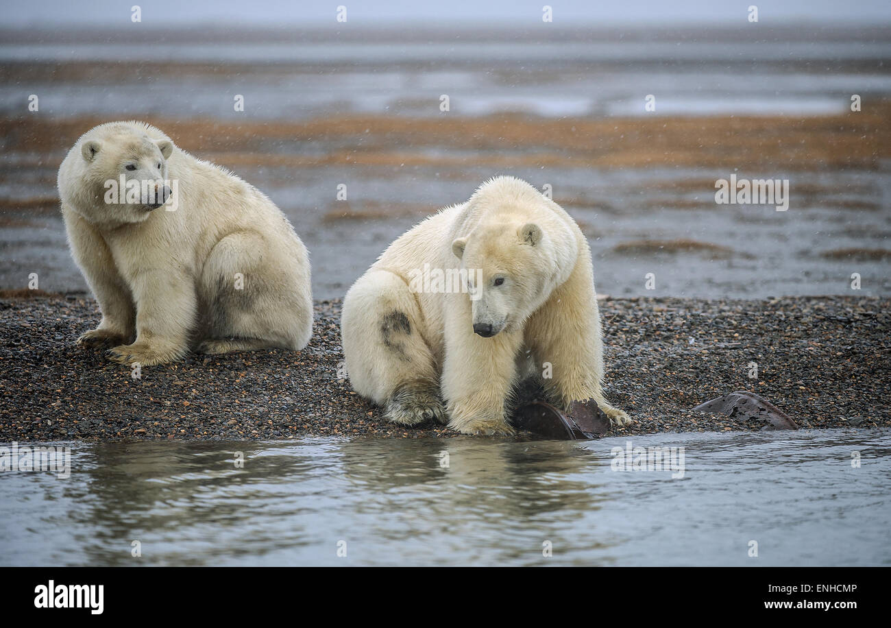 Two young polar bears (Ursus maritimus), gravel island, Kaktovik, Barter Iceland, Beaufort Sea, Alaska, USA Stock Photo