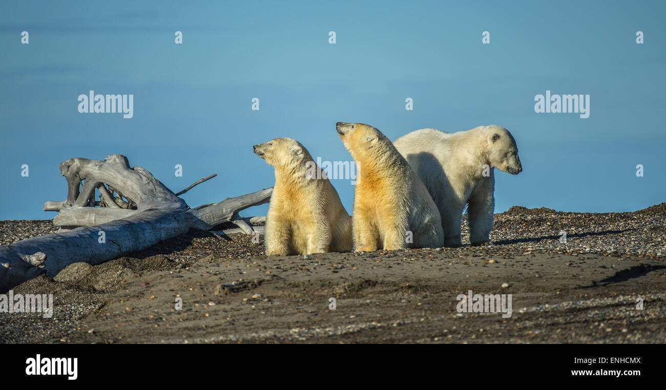 Polar bear (Ursus maritimus) with two cubs, gravel island with driftwood, Kaktovik, Barter Iceland, Beaufort Sea, Alaska, USA Stock Photo