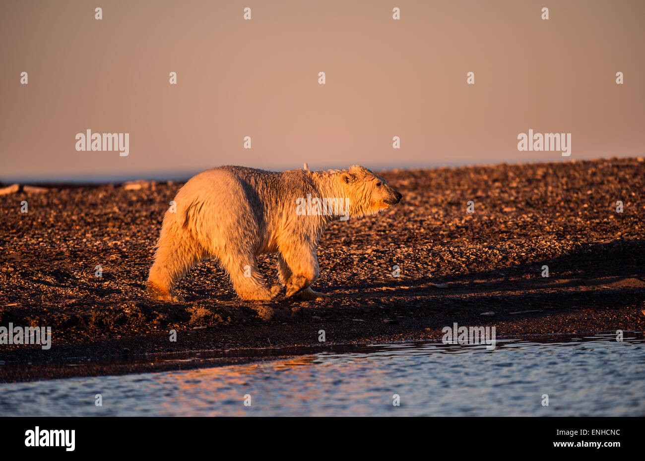 Polar bear (Ursus maritimus) in evening light, gravel island, Kaktovik, Barter Iceland, Beaufort Sea, Alaska, USA Stock Photo