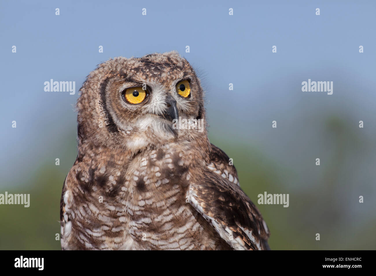 Owl big eyes hires stock photography and images Alamy