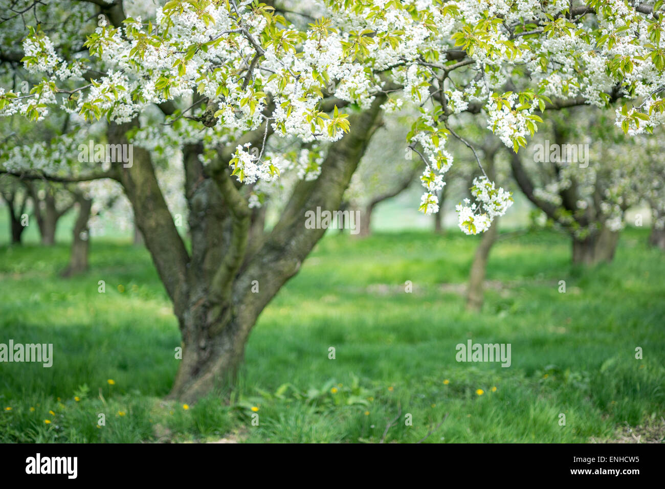 Gnarled crooked old cherry tree blooming Stock Photo