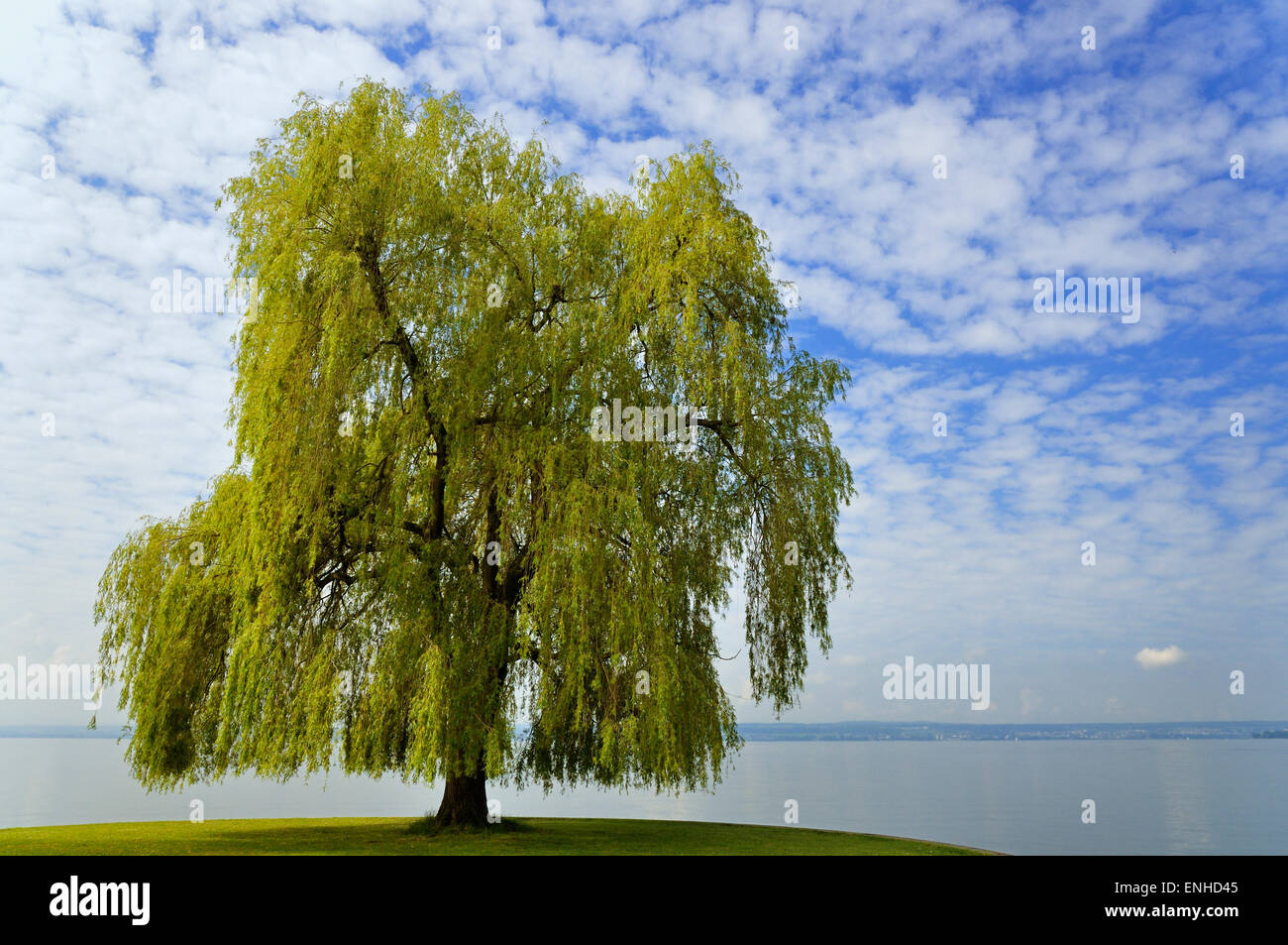 Weeping Willow (Salix babylonica) on Lake Constance, Baden-Württemberg, Germany Stock Photo