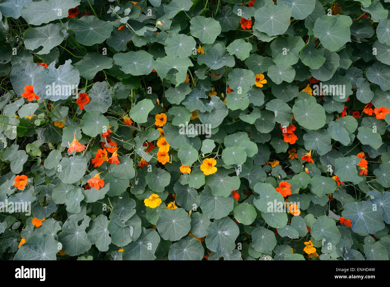 Nasturtium (Tropaeolum majus), Province of North Holland, The Netherlands Stock Photo