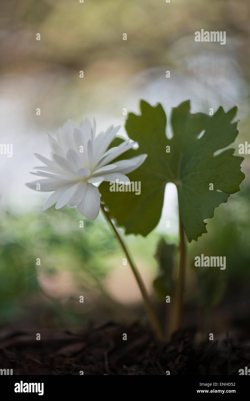 Bloodroot (Sanguinaria canadensis 'Flore Pleno'), Emsland, Lower Saxony, Germany Stock Photo