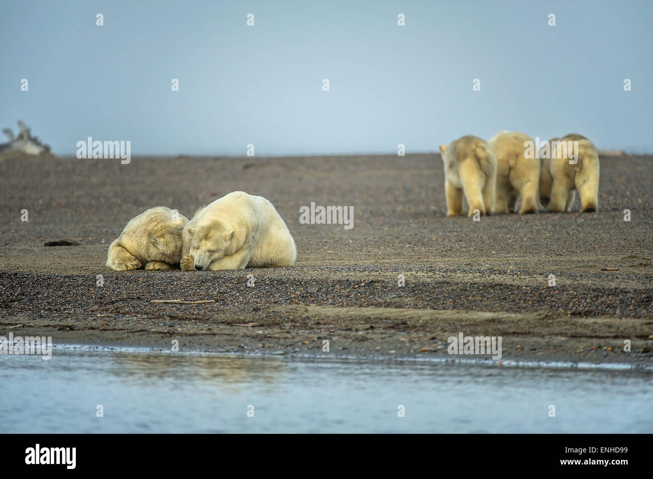 Two polar bears (Ursus maritimus), at front left, three polar bears behind, gravel island, Kaktovik, Barter Iceland Stock Photo