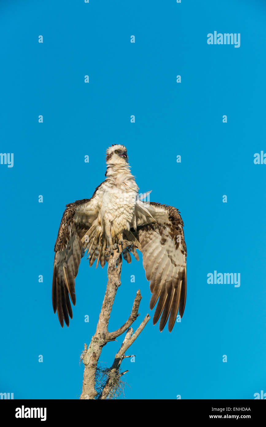 Osprey (Pandion haliaetus), Everglades National Park, Florida, USA Stock Photo