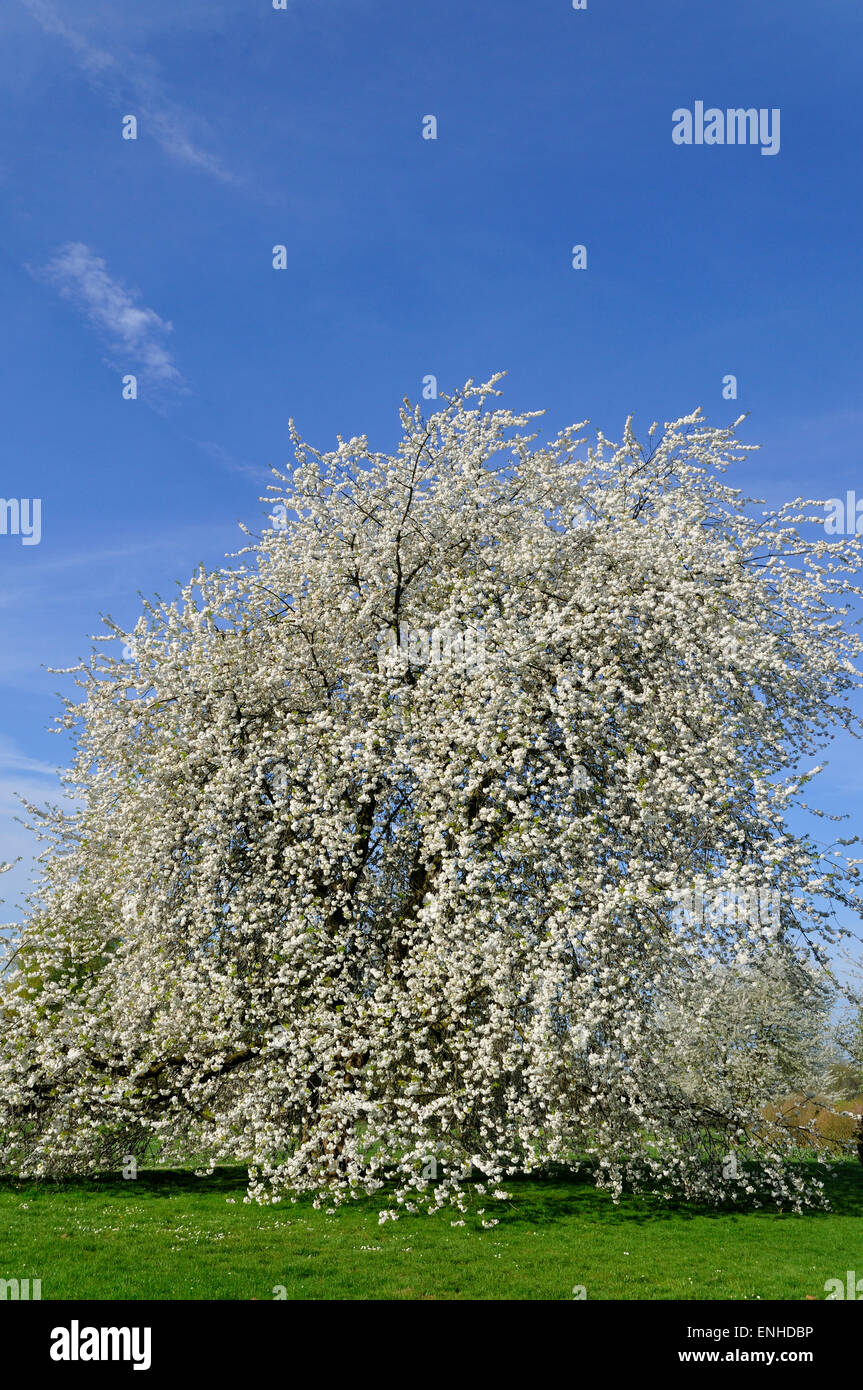 Cherry tree (Prunus sp.) In full bloom, North Rhine-Westphalia, Germany Stock Photo