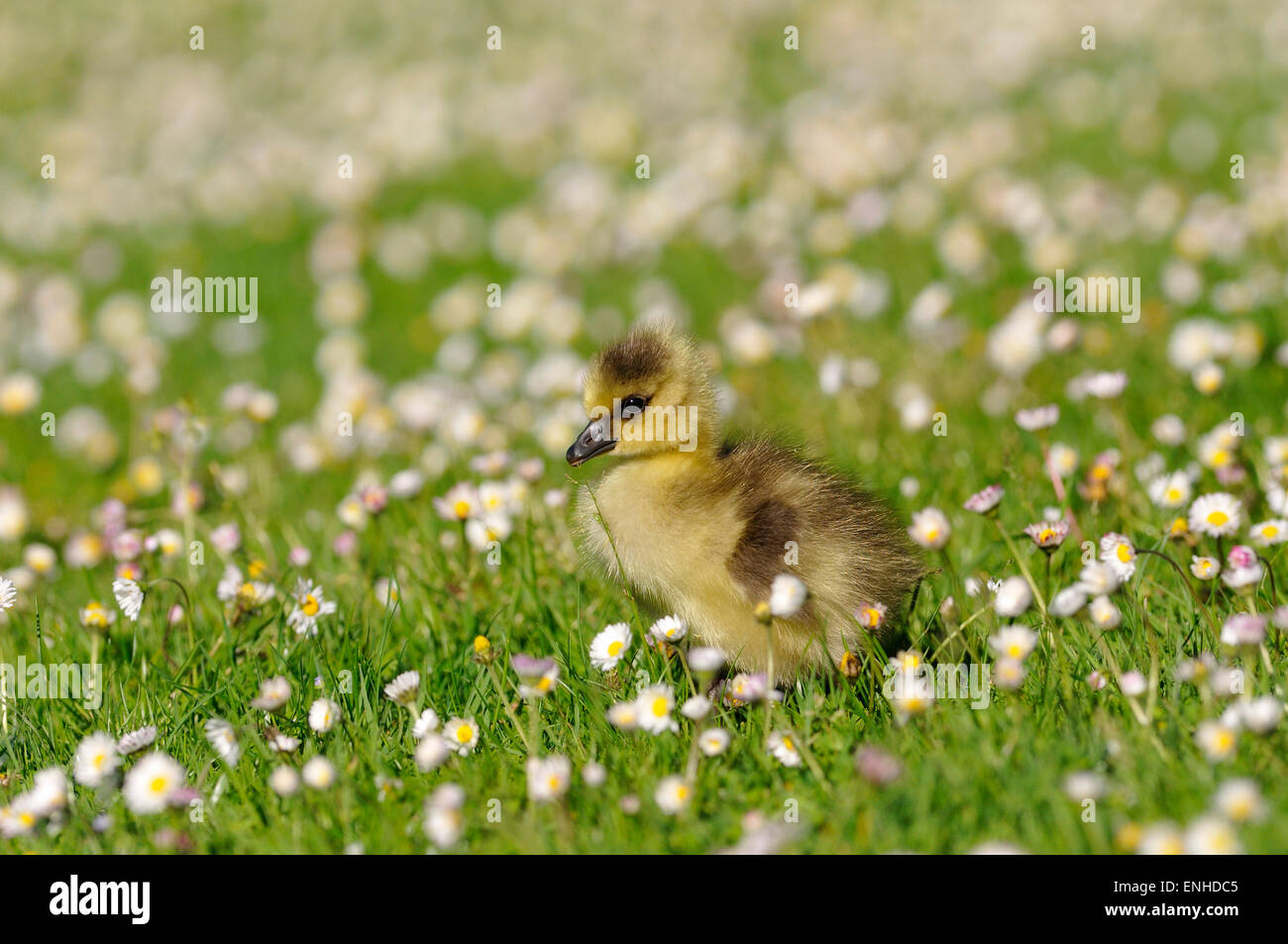 Canada Goose (Branta canadensis), chick on a daisy meadow, North Rhine-Westphalia, Germany Stock Photo