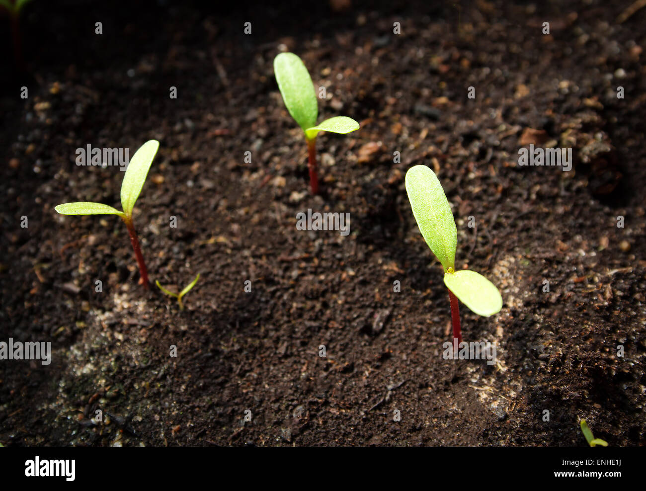 New seedlings hi-res stock photography and images - Alamy