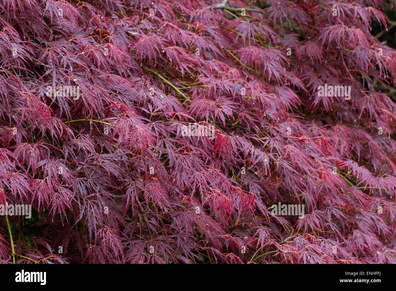 autumnal background, slightly defocused red maple leaves with water drops S...