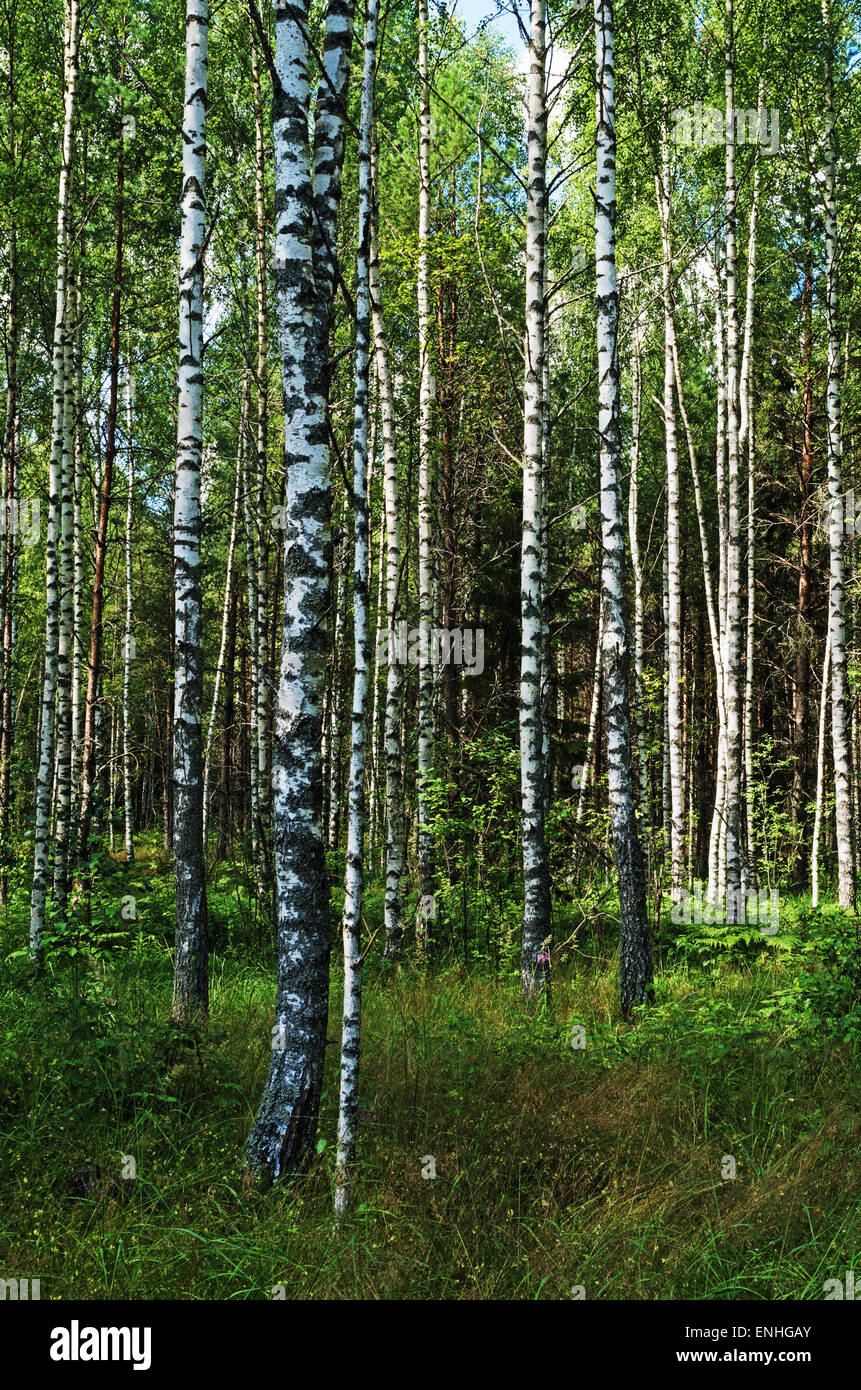 Summer birch forest Stock Photo - Alamy