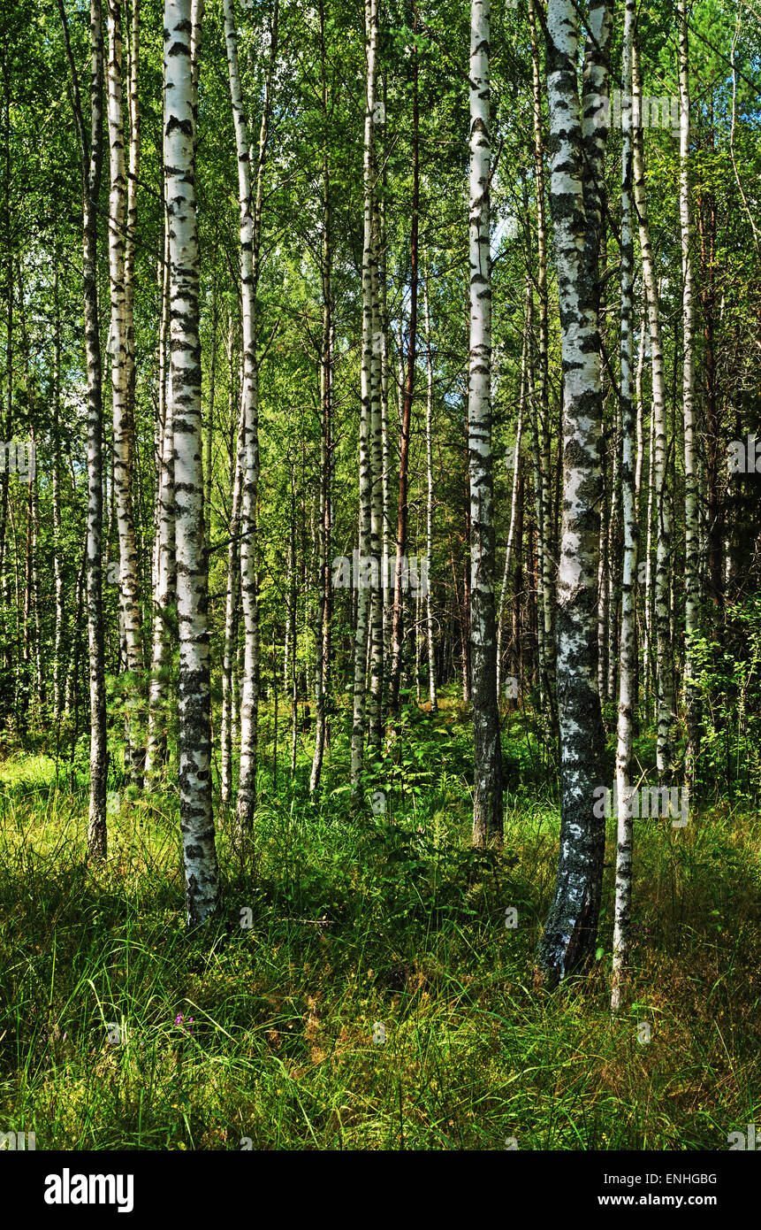 Summer birch forest Stock Photo - Alamy