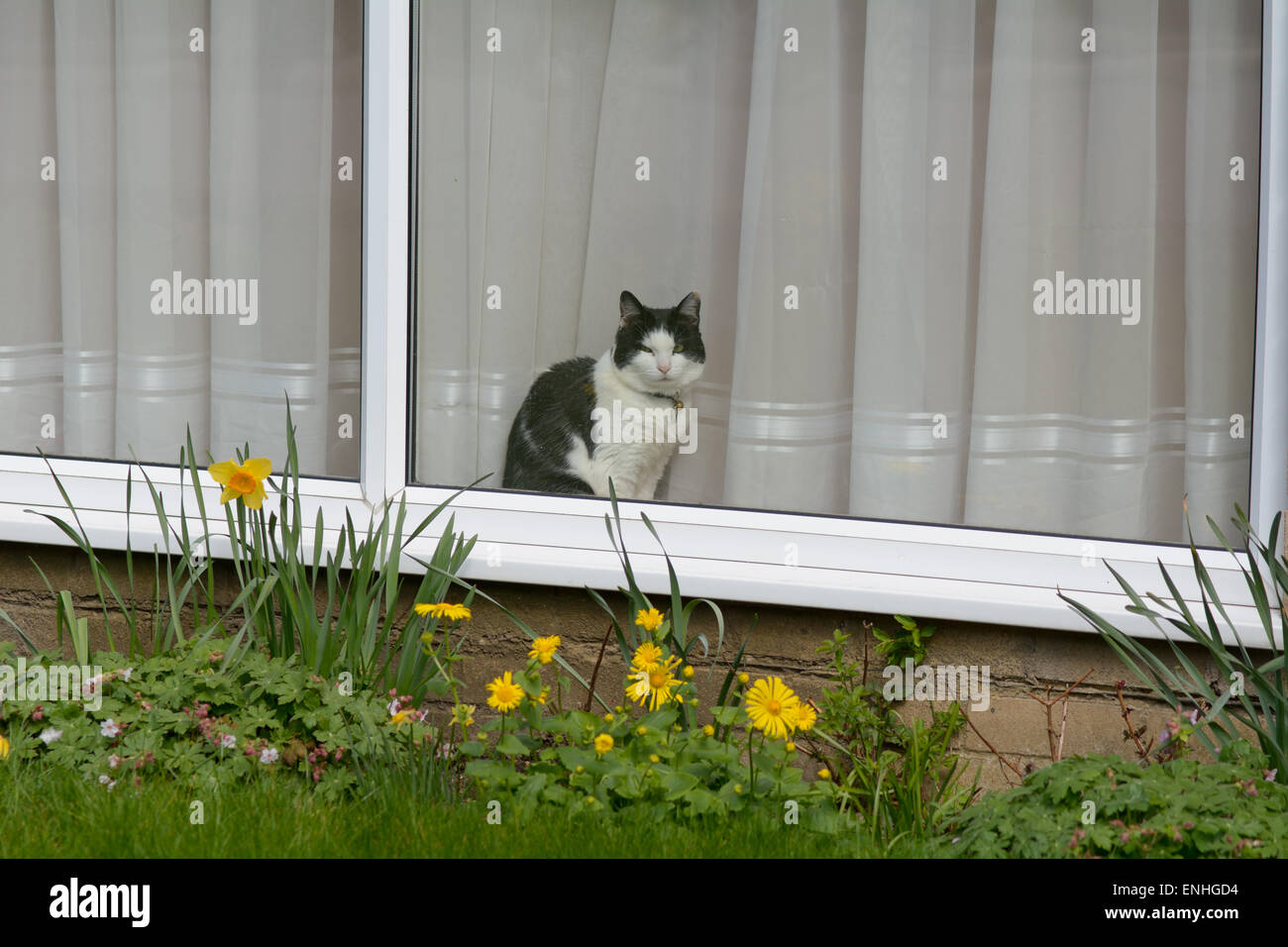 Grey cat in garden hi-res stock photography and images - Alamy