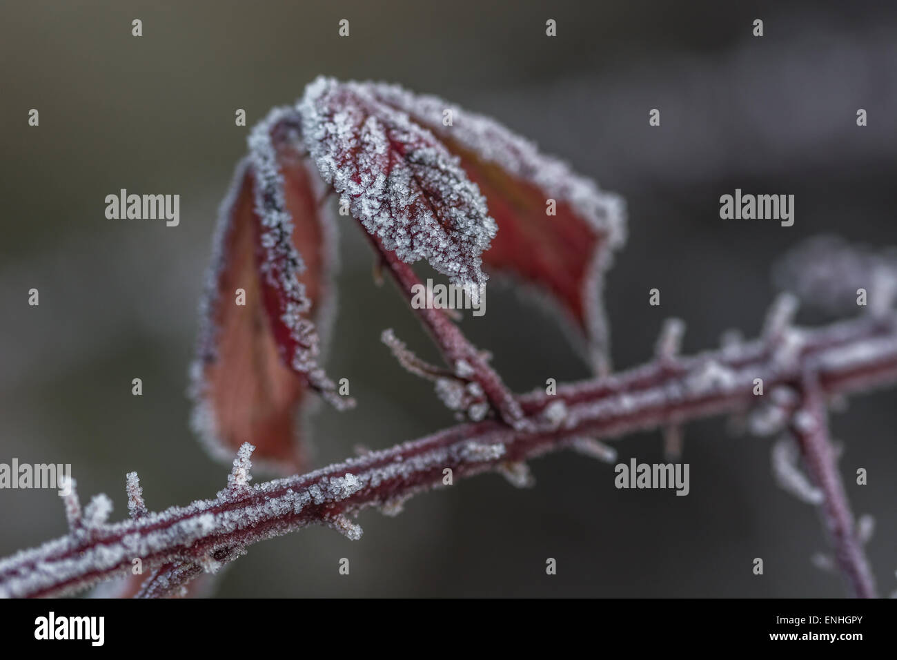 Frost / Ice crystals on bramble leaves. Frosty leaves, frost covered leaves. Stock Photo