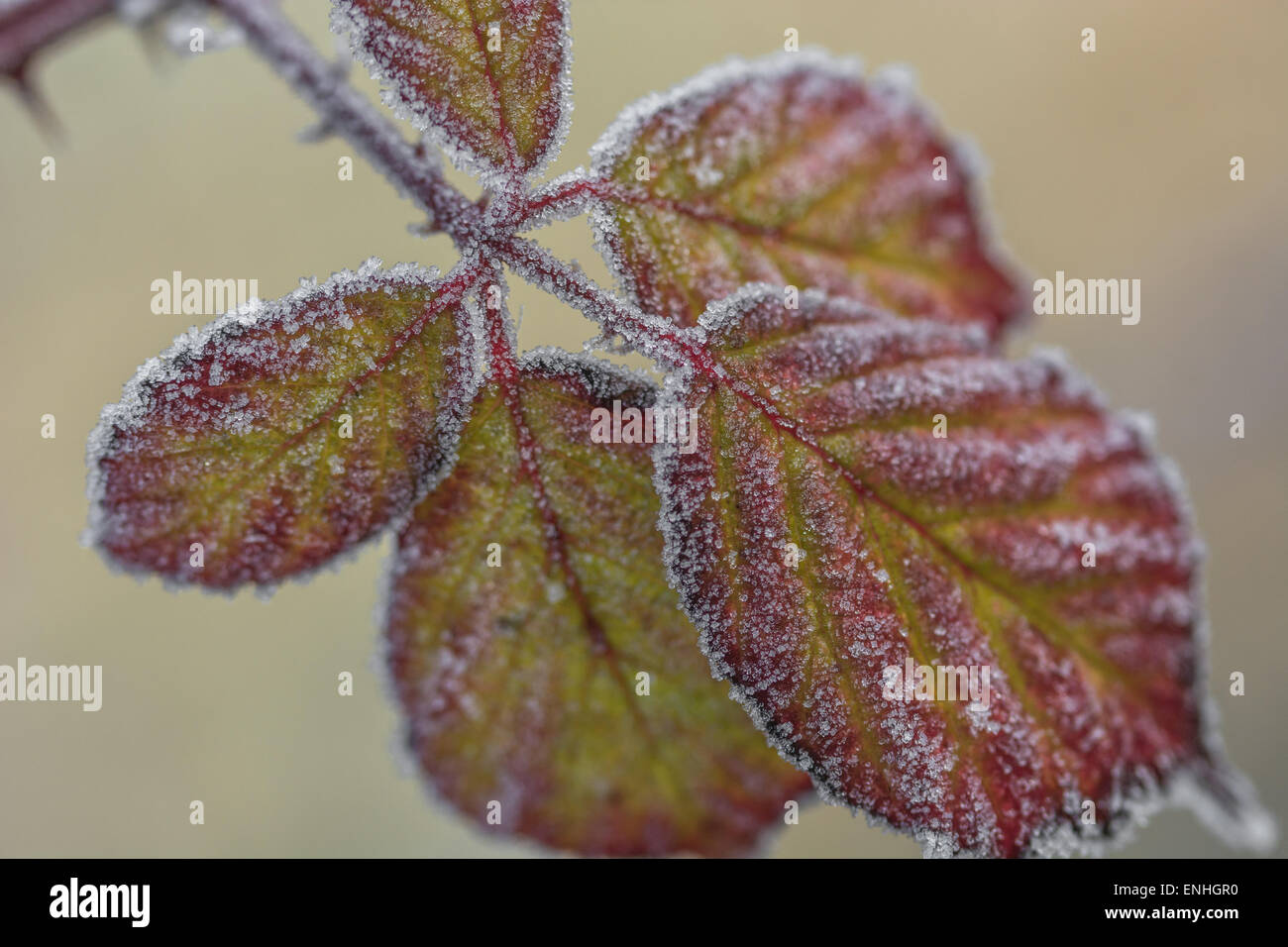 Frost / Ice crystals on bramble leaves. Frosty relations concept, frosty leaves, frost covered leaves. Stock Photo