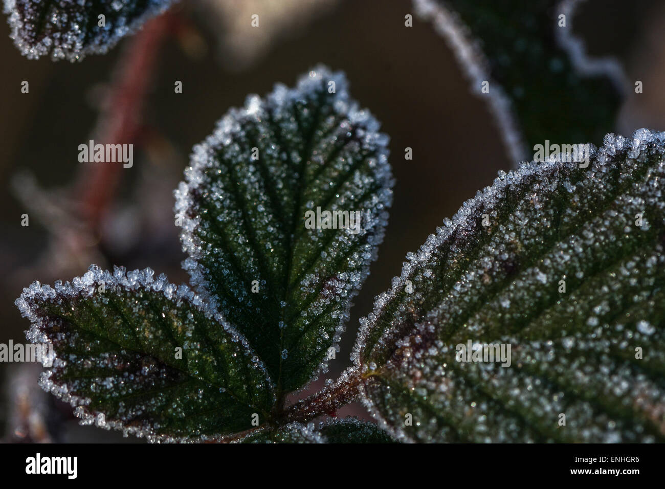 Frost / Ice crystals on bramble leaves. Frosty relations concept. Stock Photo