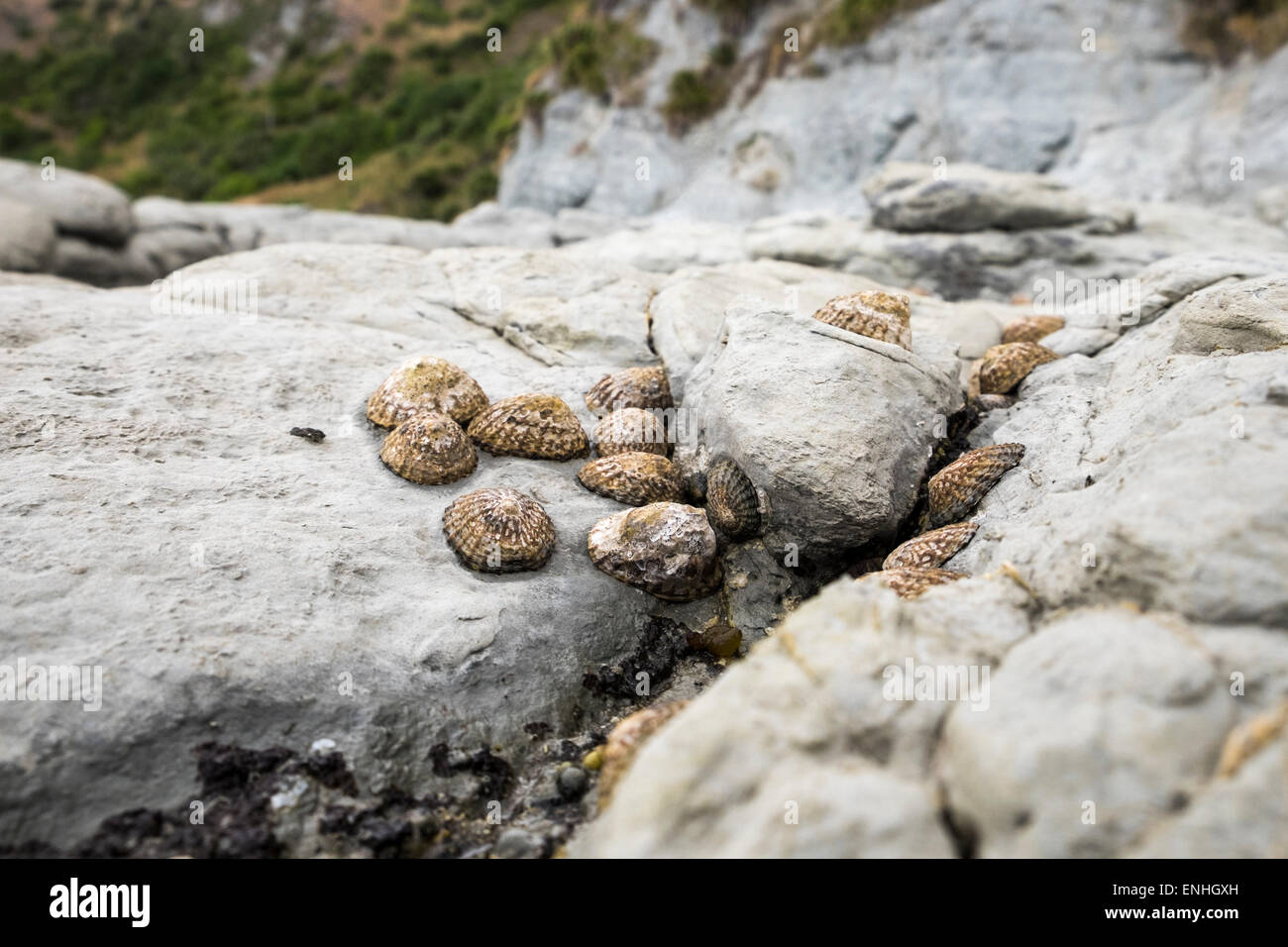 Limpets on the limestone ledge, intertidal area on the Kaikoura Peninsula, New Zealand. Stock Photo