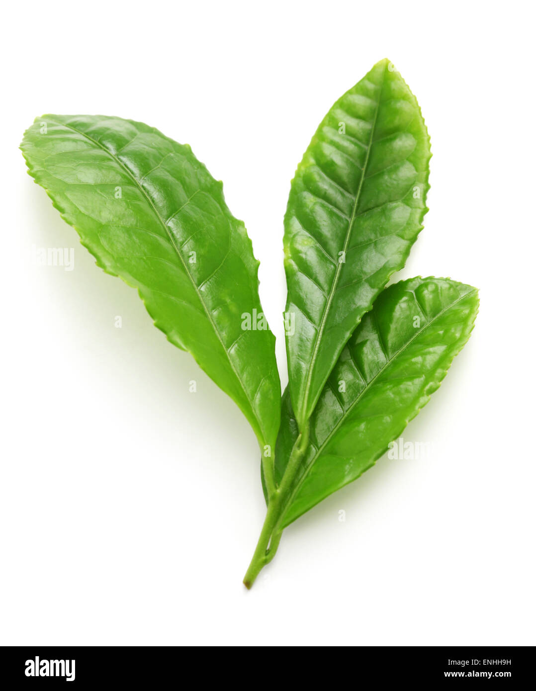 Japanese green tea first flush leaves isolated on white background