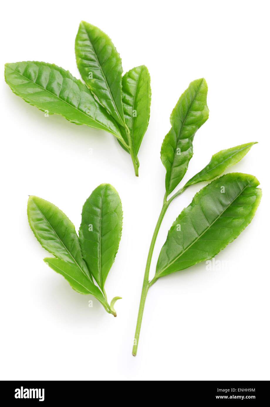 Japanese green tea first flush leaves isolated on white background Stock Photo Alamy